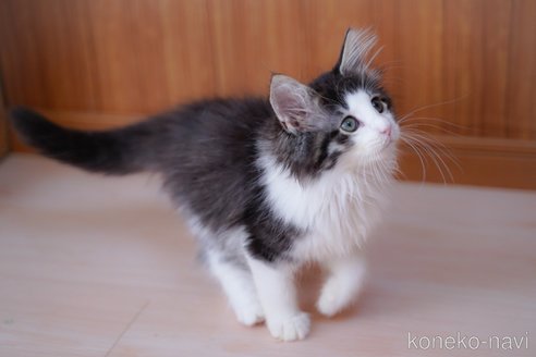 成約済の愛知県のノルウェージャンフォレストキャット-101458の12枚目